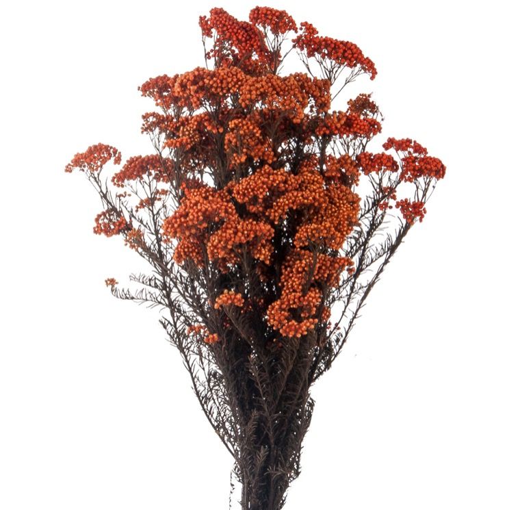 Feuillazur Rungis Helichrysum fleur séchée blanc 50cm