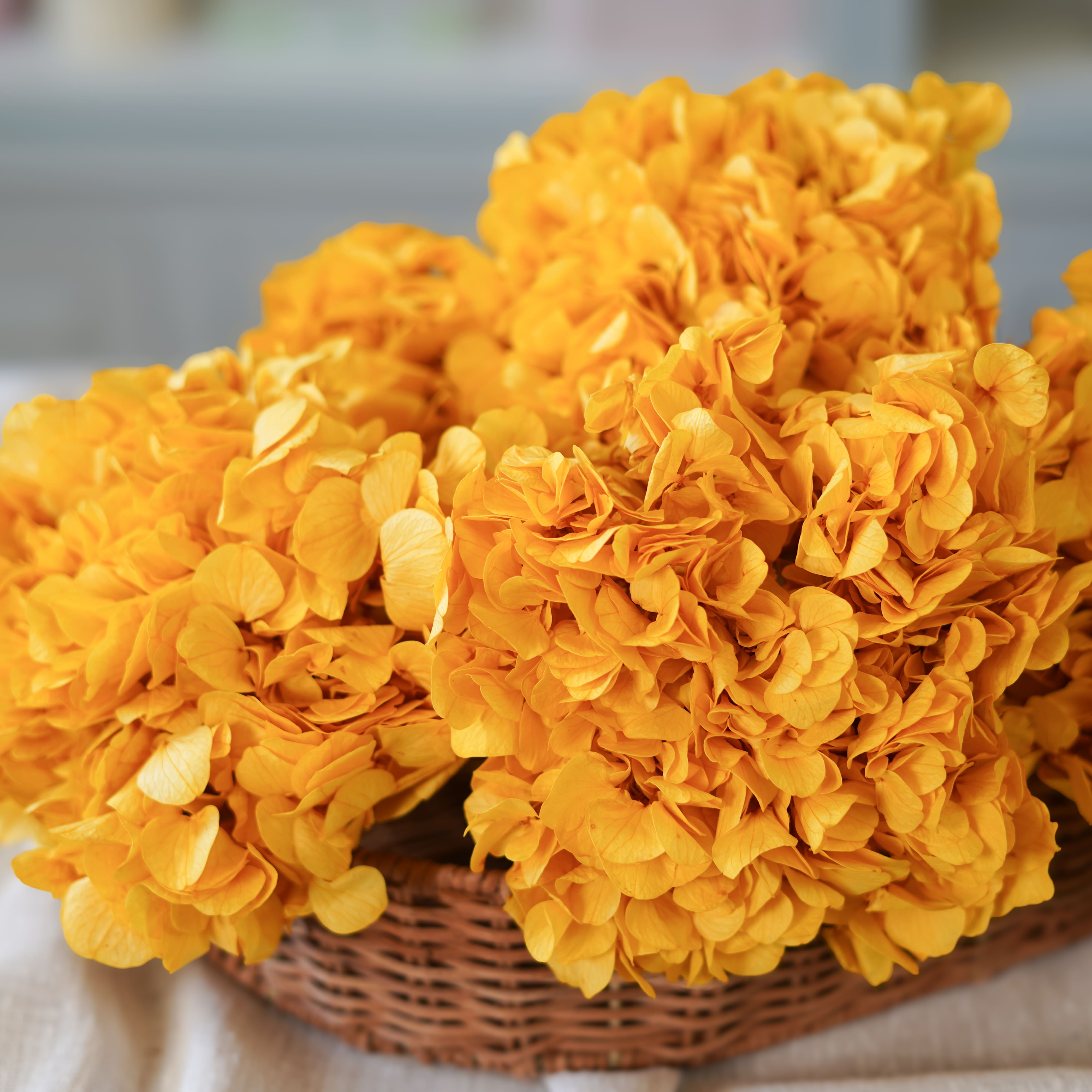 Flowrette Hortensia jaune moutarde fleur stabilisée tige salon