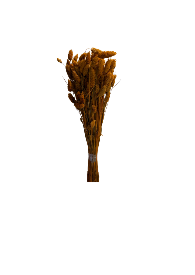 Feuillazur Rungis Phalaris séché naturel 60cm bouquet