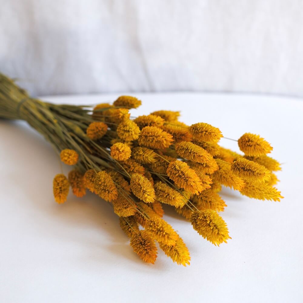 Flowrette Botte Phalaris safran fleurs séchées jaunes x1