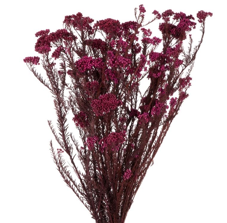 Feuillazur Rungis Helichrysum fleur séchée blanc 50cm