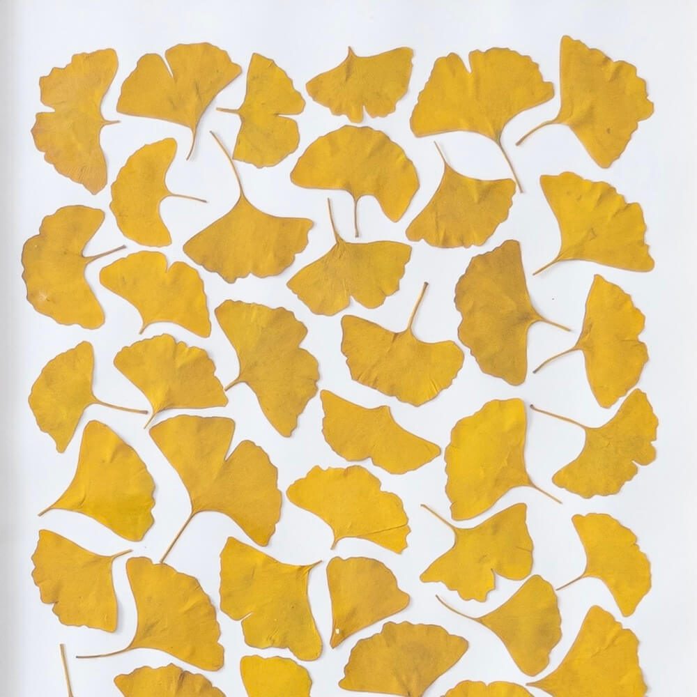 Flowrette Herbier Camaieux de Ginkgo A4 feuilles séchées