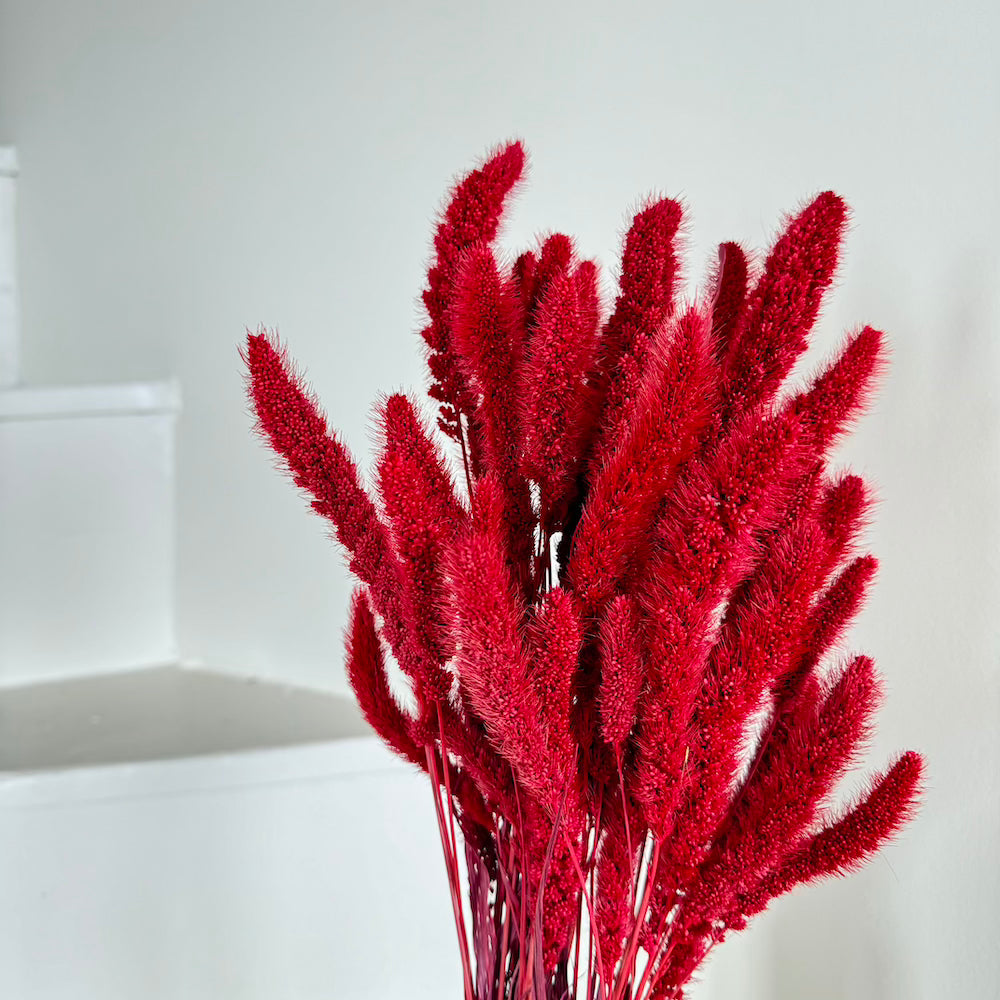Flowrette Sétaire rouge fleurs séchées botte x1