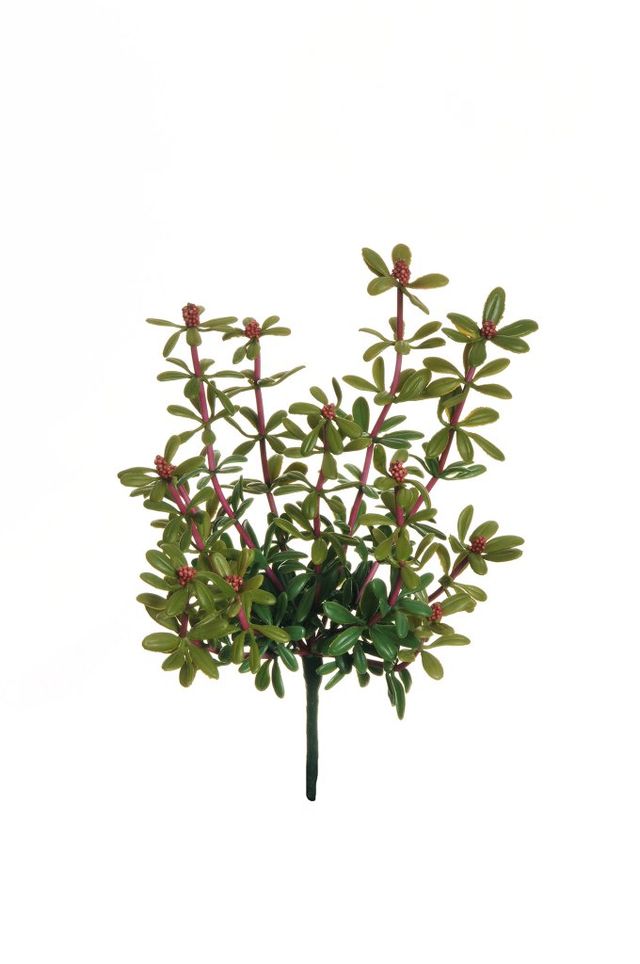 Feuillazur Rungis Rubber peperomia feuillage vert 25cm
