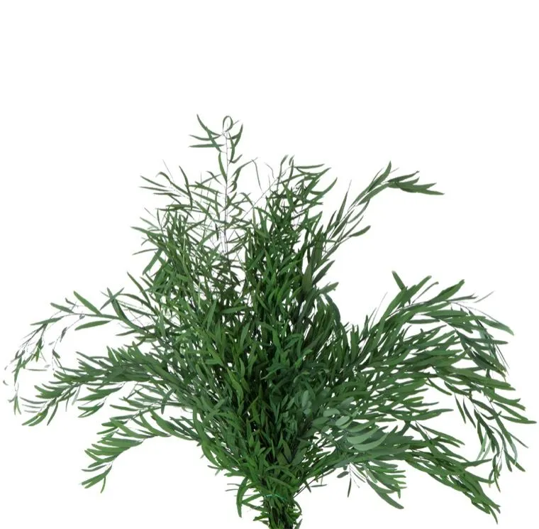 Feuillazur Rungis Eucalyptus Nicoly 80cm stabilisé vert
