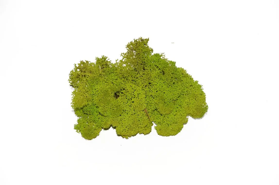 Feuillazur Rungis Lichen mousse stabilisée Spring Green 500g