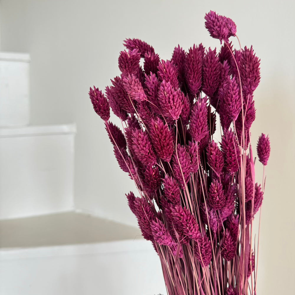 Flowrette Botte Phalaris bordeaux fleurs séchées x1