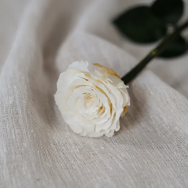 Flowrette Fleurs séchées rose stabilisée ivoire éternelle