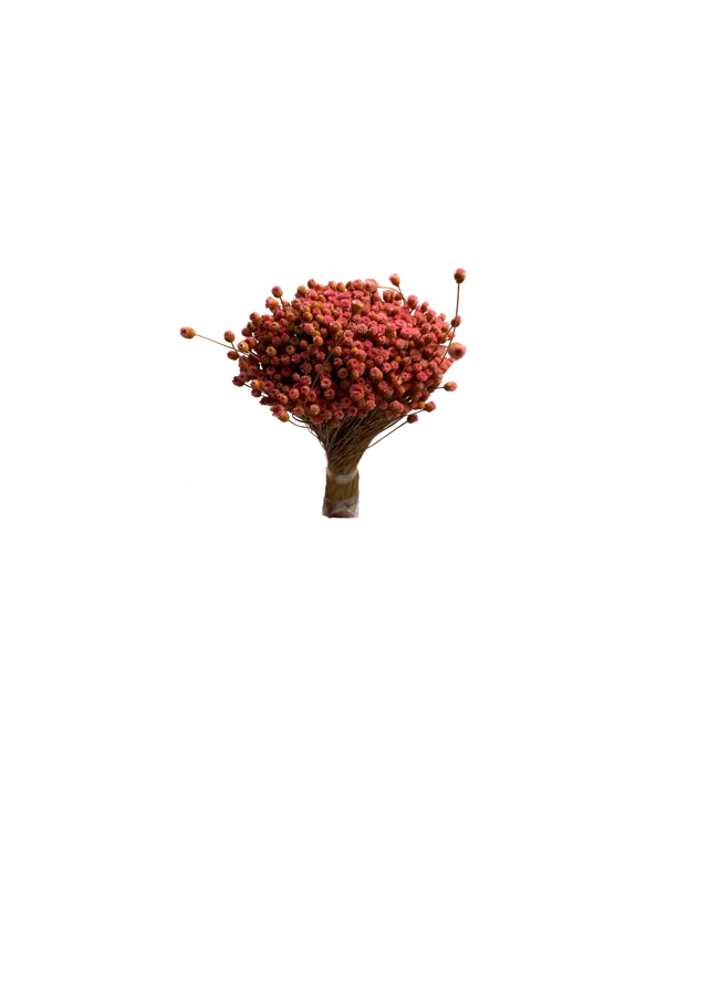 Feuillazur Happy Flower fleur séchée peach 30 cm
