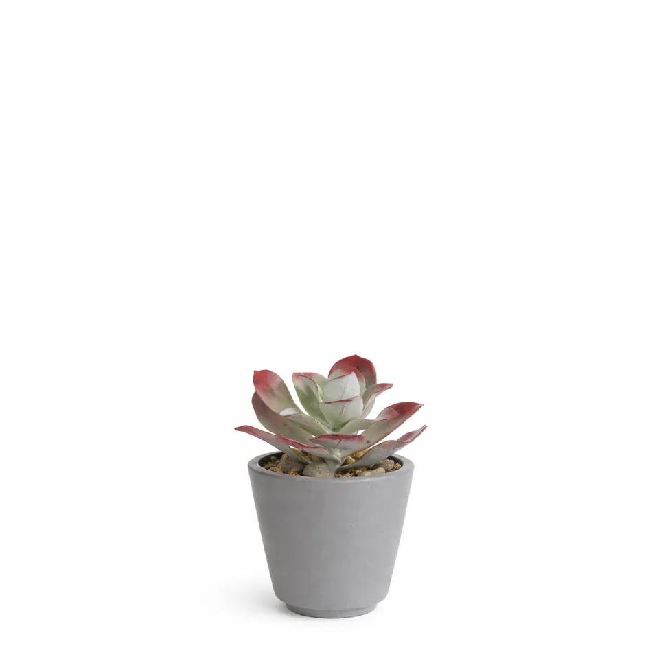 Sia Home Maya succulente artificielle rouge pot ciment