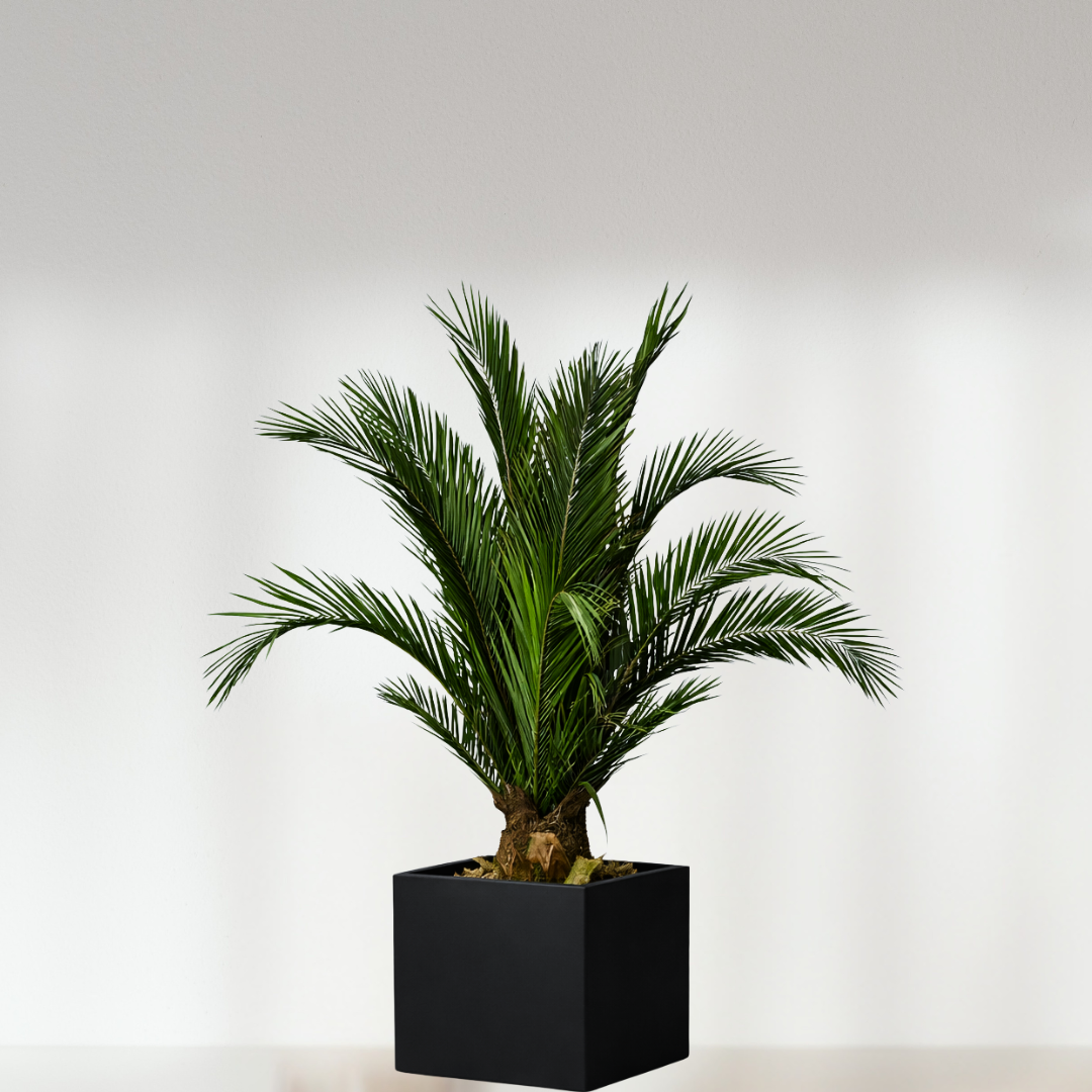 Ateliers Ouchamp Plantes Phoenix palmier stabilisé 1m tropical
