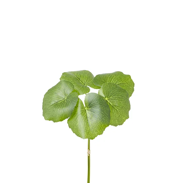 Sia Home Feuillages artificiels Galax 33 cm vert