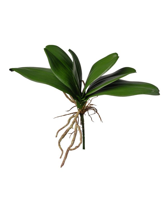 Feuillazur Feuilles orchidées artificielles vert 22 cm