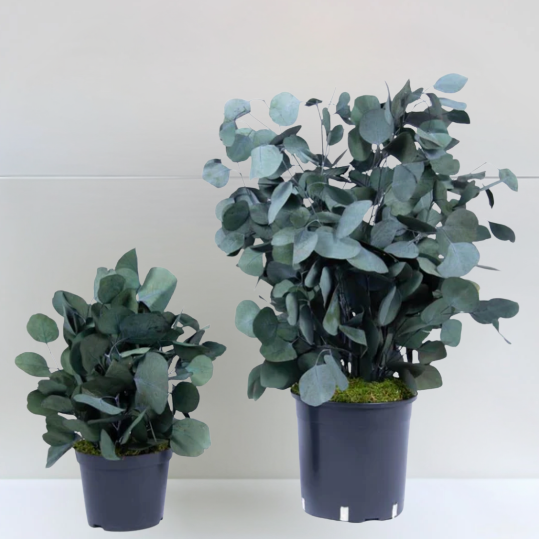 Ateliers Ouchamp Plantes Eucalyptus Cinerea plante stabilisée 40 cm