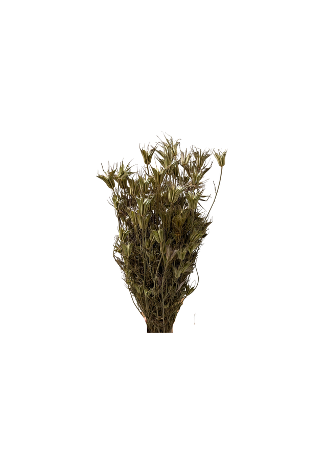 Feuillazur Nigella Orientalis fleur séchée vert 60 cm
