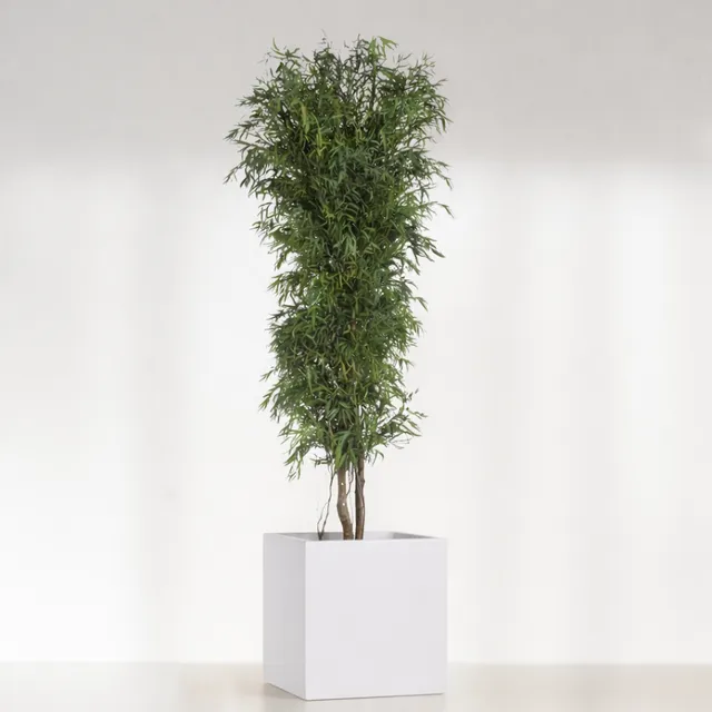 Ateliers Ouchamp Plantes Eucalyptus fin plante 1m30