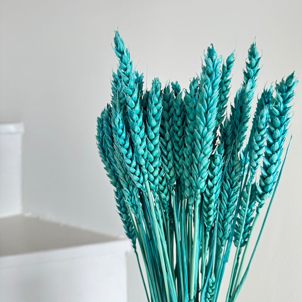 Flowrette Blé botte fleurs séchées turquoise x1