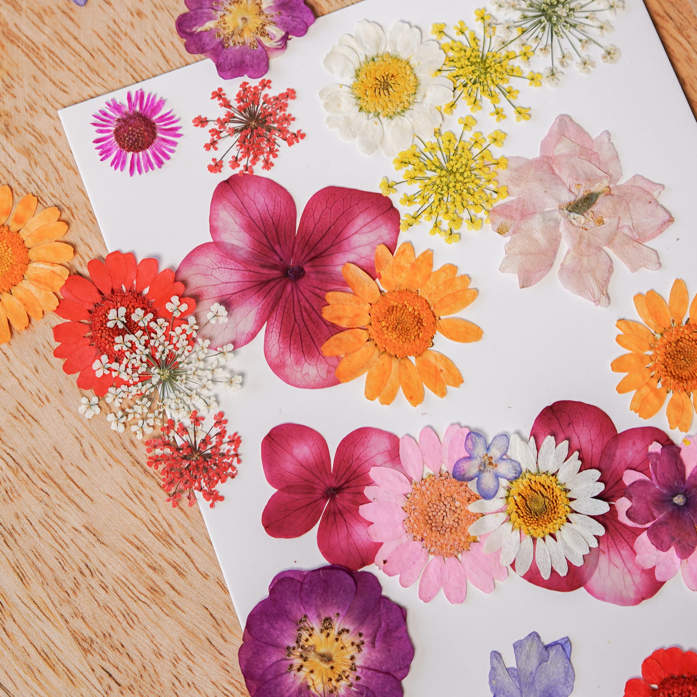 Flowrette Loisirs créatifs pochette fleurs pressées multicolores kit