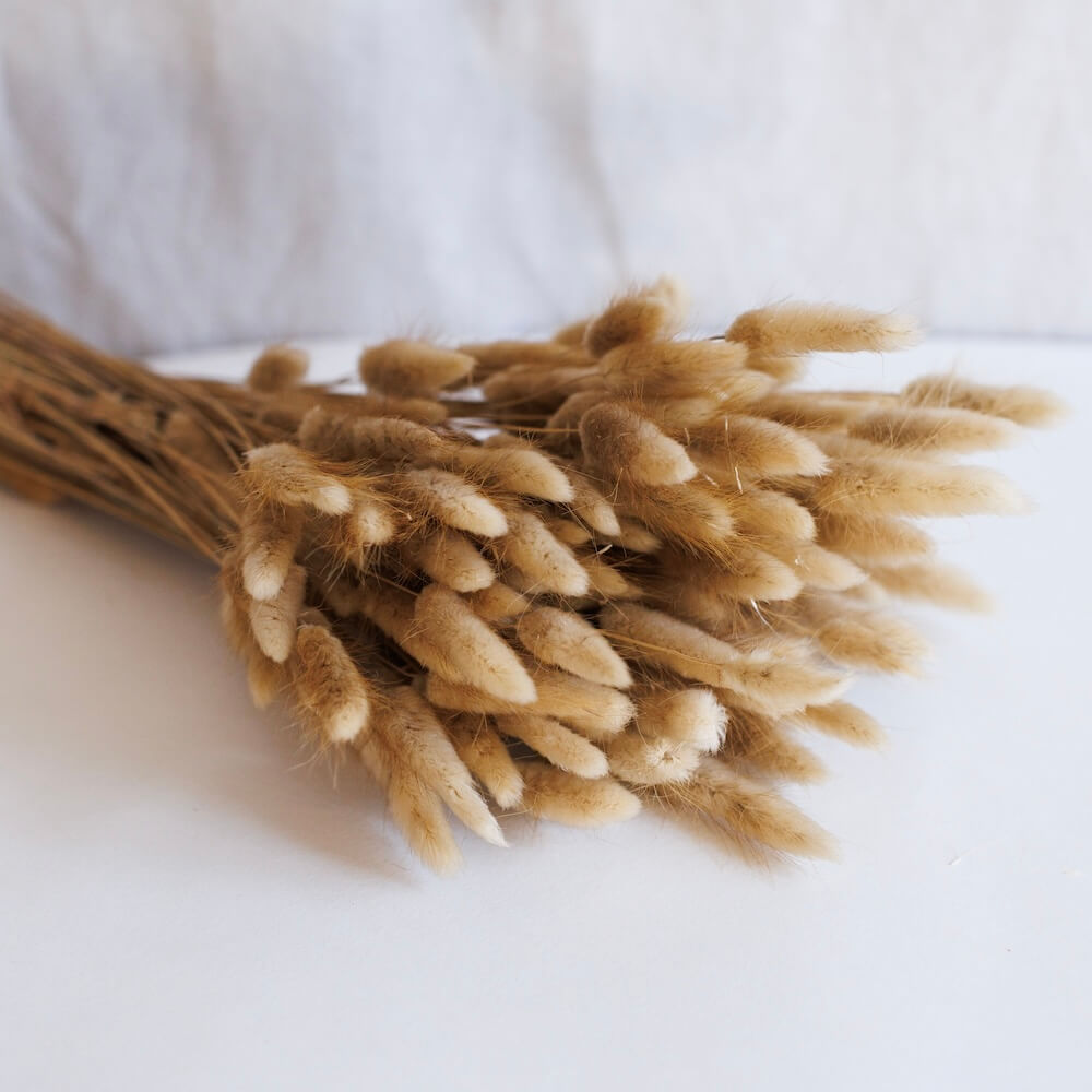 Flowrette Lagurus naturels botte fleurs séchées x1 duveteux