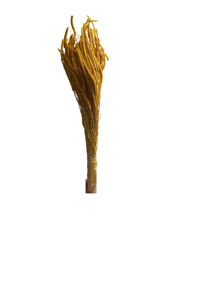 Feuillazur Rungis Phleum Fleur Séchée Naturel 60 cm