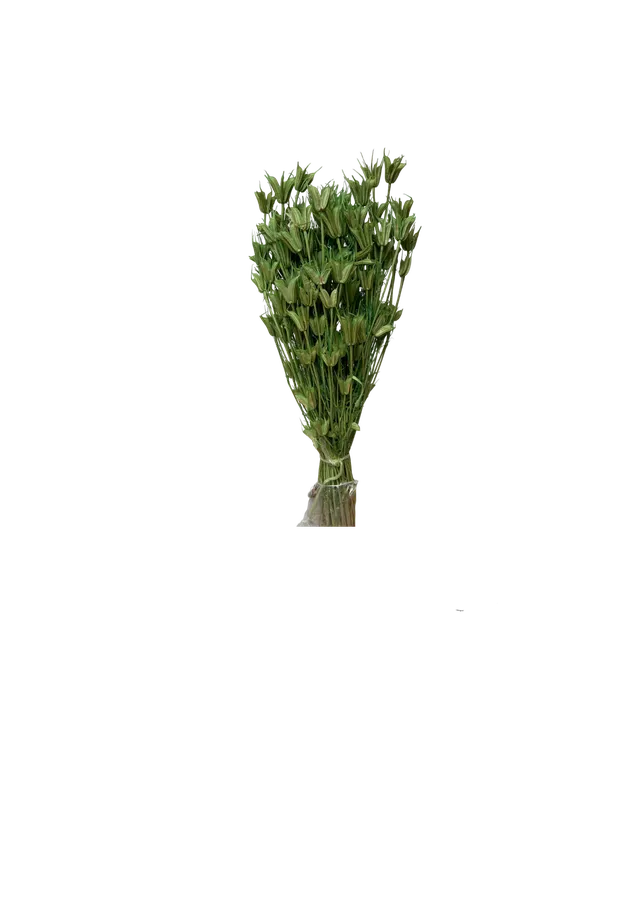 Feuillazur Nigella Orientalis fleur séchée vert 60 cm