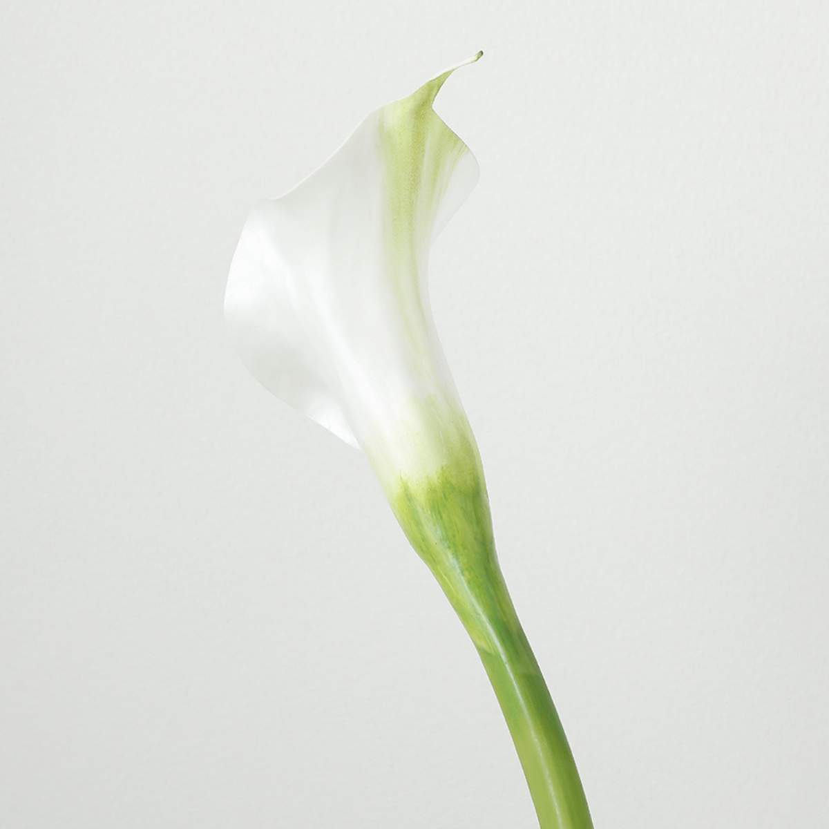 Sia Home Arum spathe court Premium blanc 75 cm tige