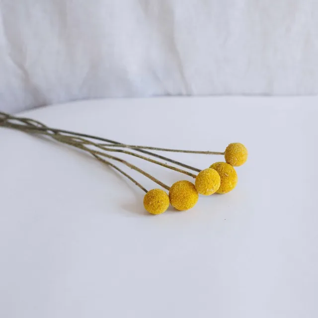Flowrette Craspedias jaunes botte fleurs séchées x1