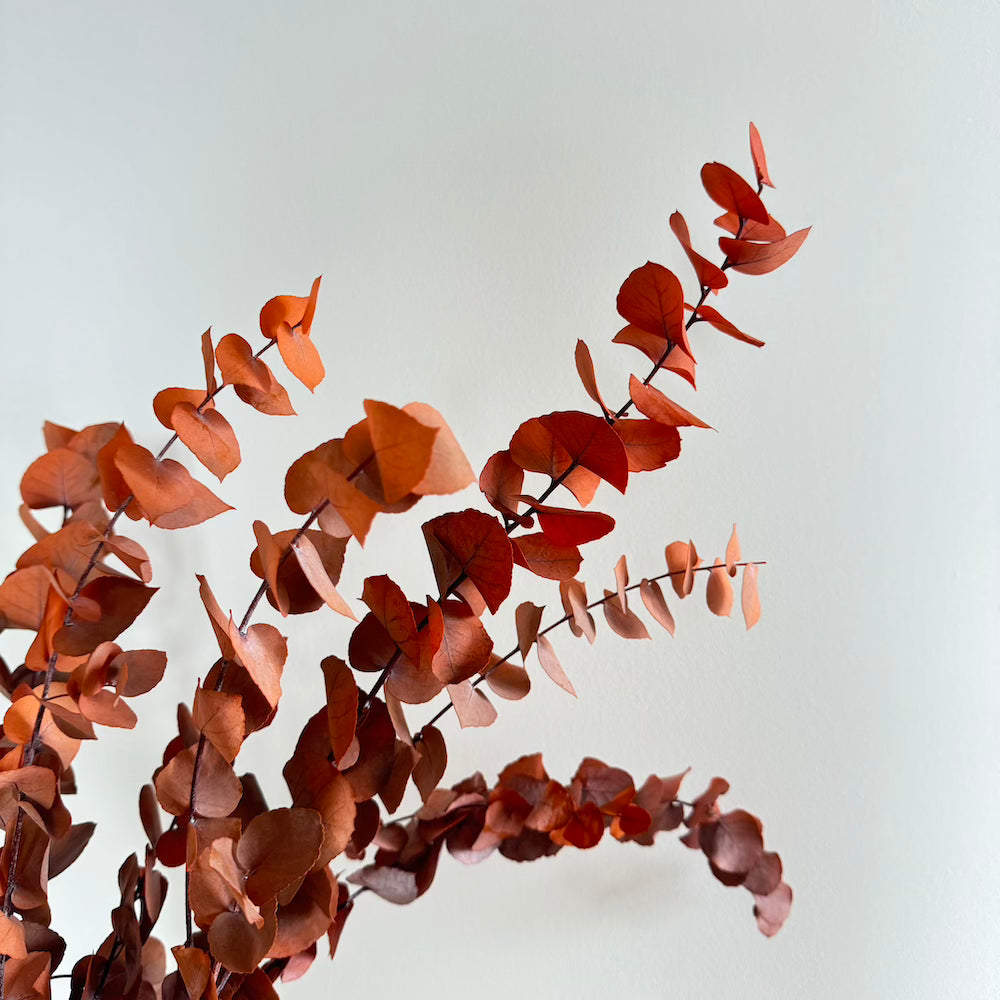 Flowrette Fleurs Stabilisées Botte Eucalyptus Orange x1