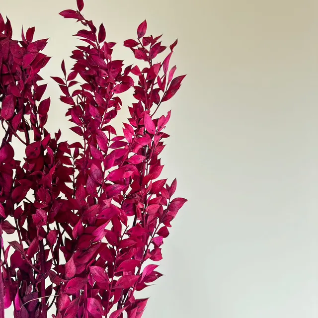 Flowrette Fleurs séchées Botte Ruscus magenta x1