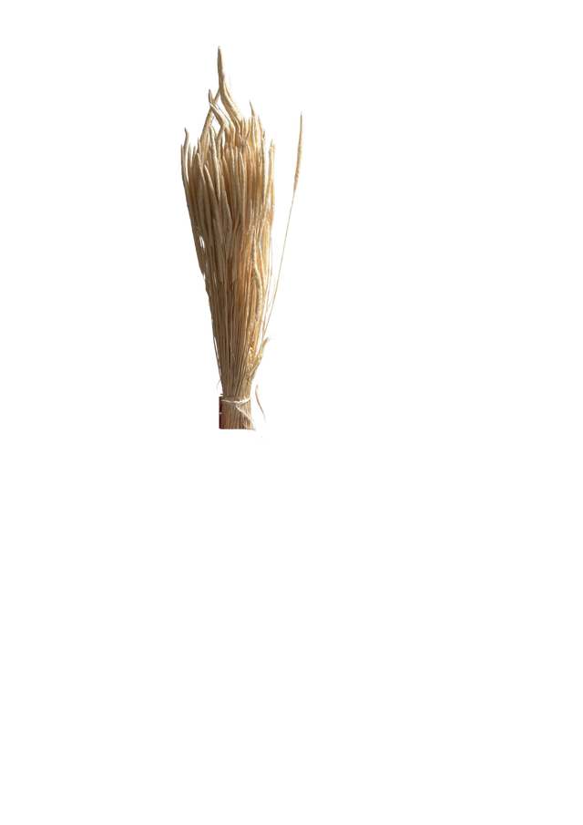 Feuillazur Rungis Phleum Fleur Séchée Naturel 60 cm