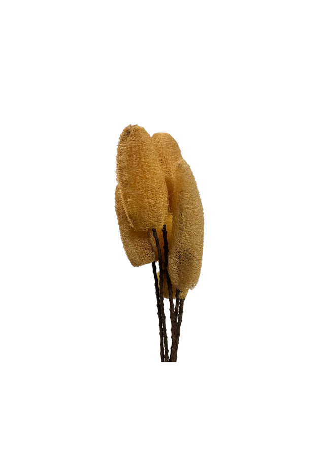 Feuillazur Luffa fleur séchée violet décor naturel