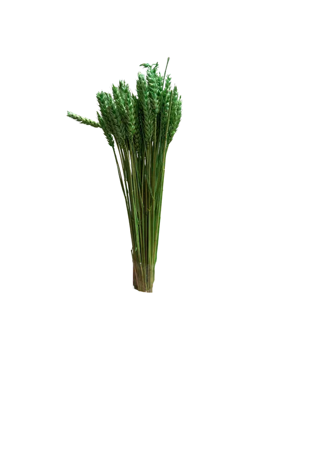 Feuillazur Rungis Séchés et Stabilisés Blé fleur séchée naturel 60cm