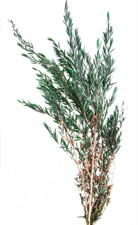 Feuillazur Rungis Lungifolia Lepto feuillage stabilisé vert 80cm