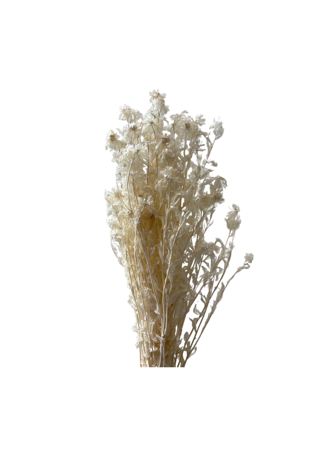 Feuillazur Rungis Séchés et Stabilisés Carthamus fleur séchée Blanc