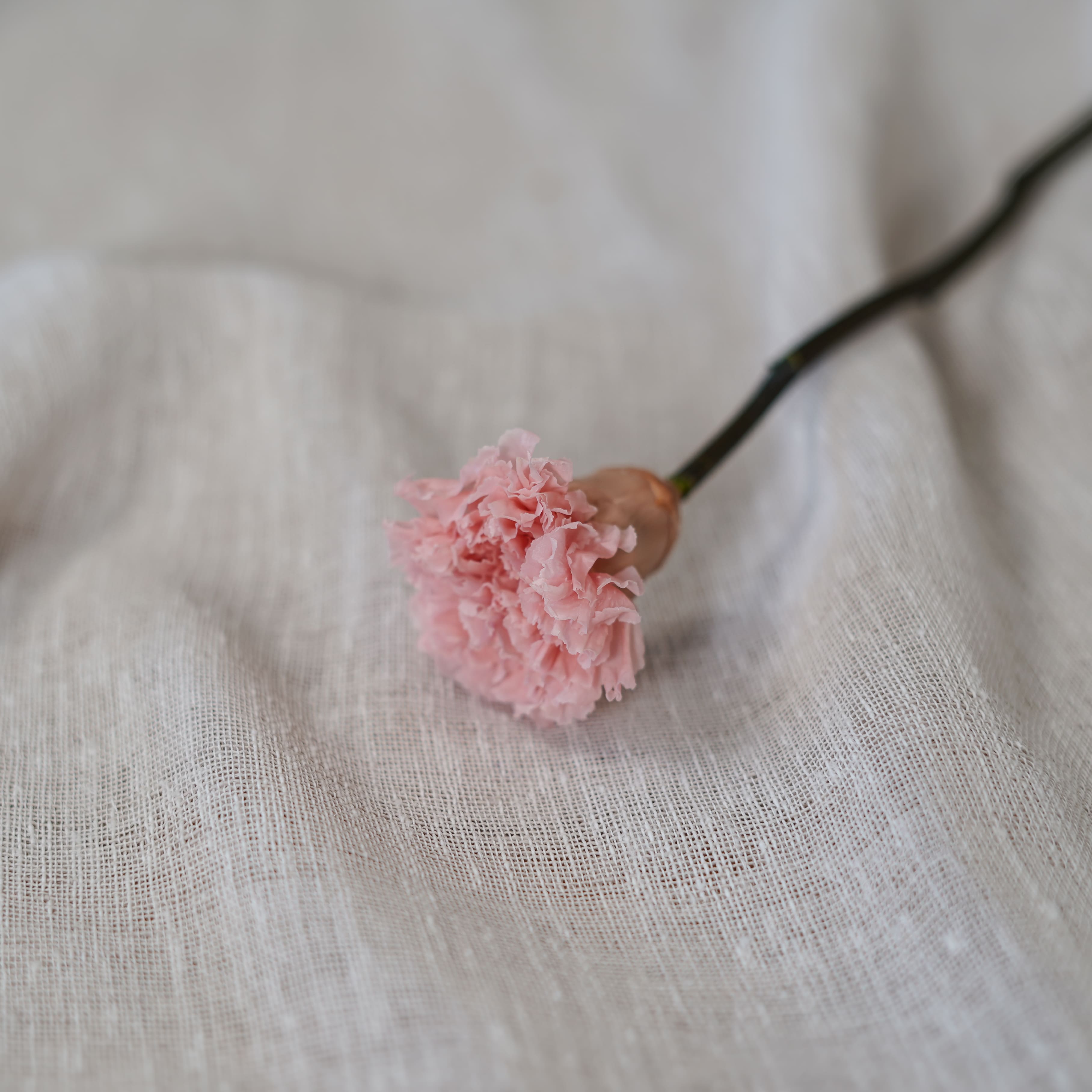 Flowrette Oeillet stabilisé rose pâle fleur stabilisée x1