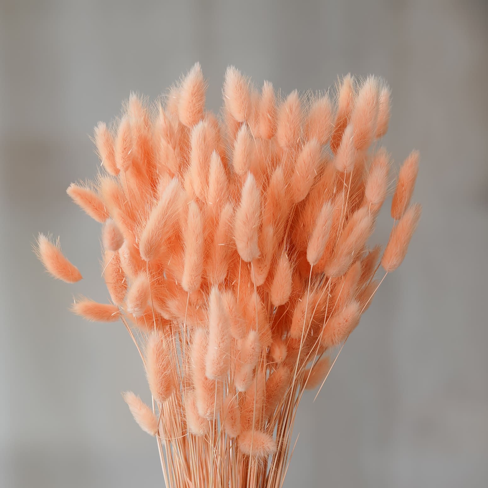 Flowrette Fleurs séchées Lagurus botte pêche x1 bouquet