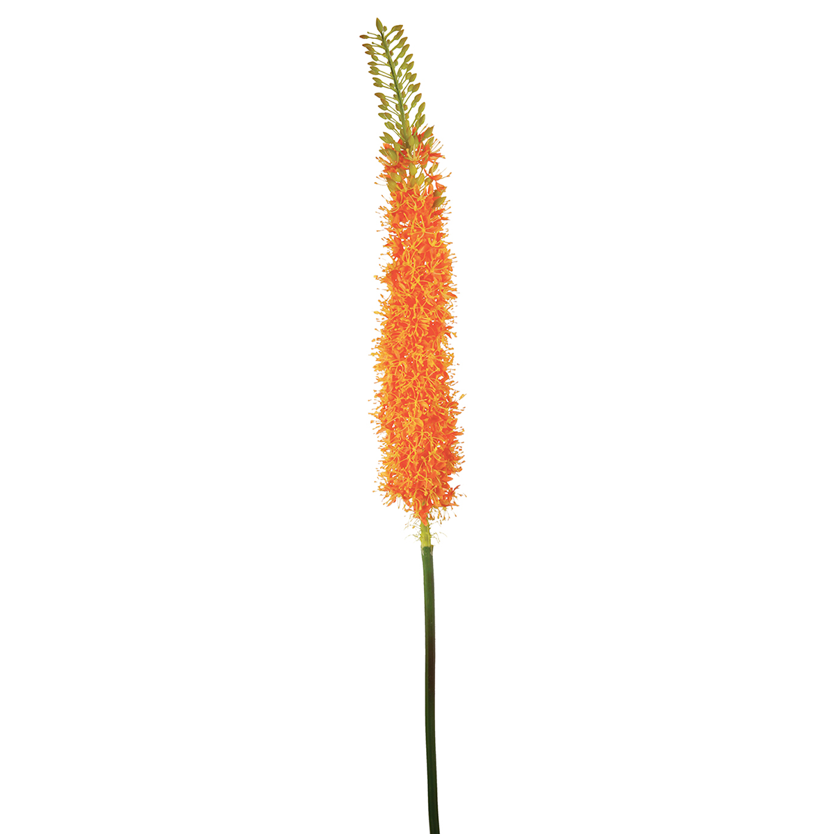 Sia Home tige lis des steppes fleur artificielle blanc 125 cm