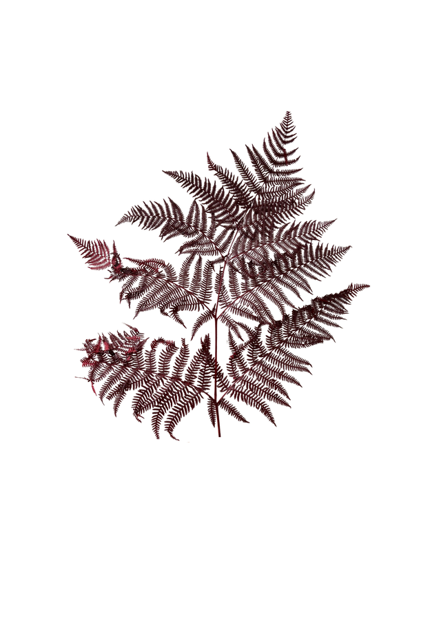 Feuillazur Bracken Fern fougère stabilisée vert et jaune