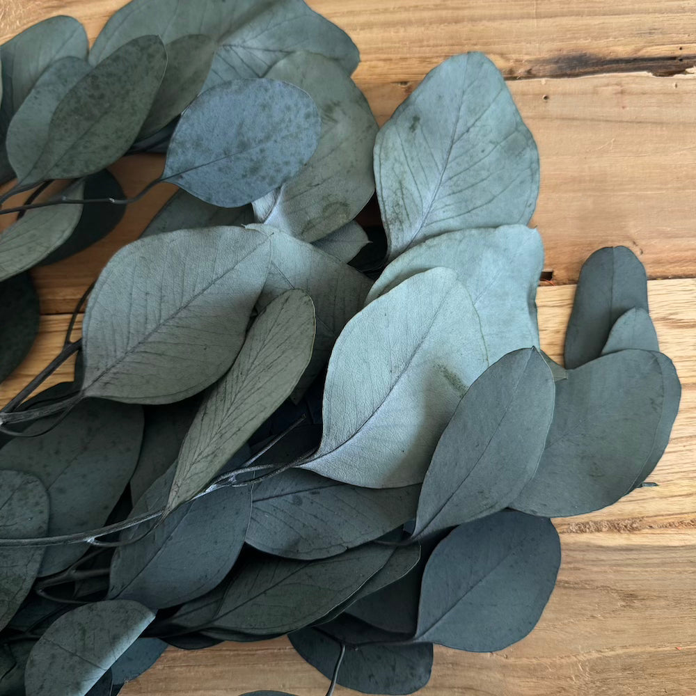 Flowrette Eucalyptus Populus botte stabilisée verte x1