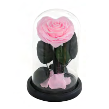 Feuillazur Rungis Rose en cœur sous cloche rouge 12x17 cm