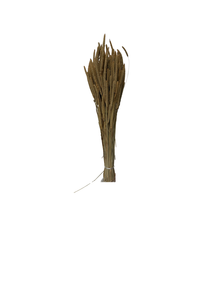 Feuillazur Rungis Phleum Fleur Séchée Naturel 60 cm