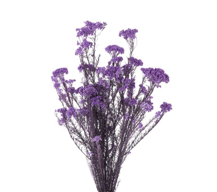 Feuillazur Rungis Helichrysum fleur séchée blanc 50cm