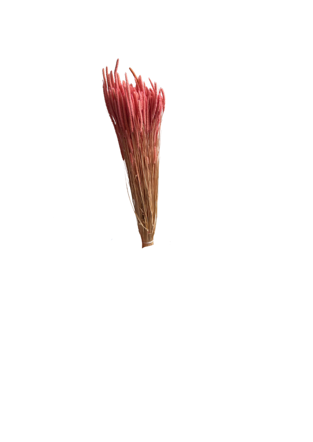 Feuillazur Rungis Phleum Fleur Séchée Naturel 60 cm
