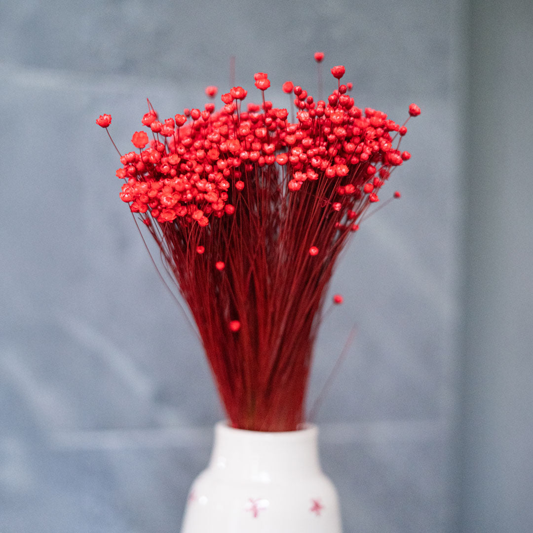 Flowrette Fleurs séchées Glixia botte fleur séchée rouge x1