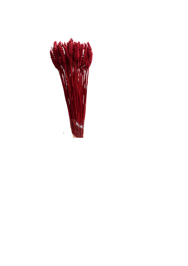 Feuillazur Rungis Séchés et Stabilisés Blé fleur séchée naturel 60cm