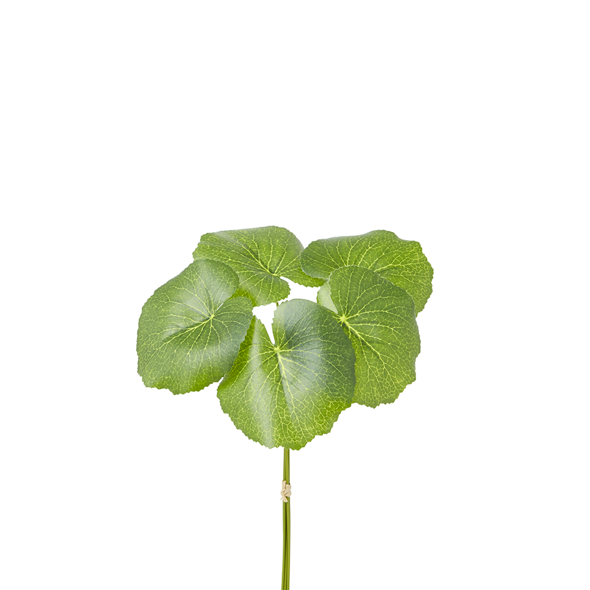 Sia Home Feuillages artificiels Galax 33 cm vert