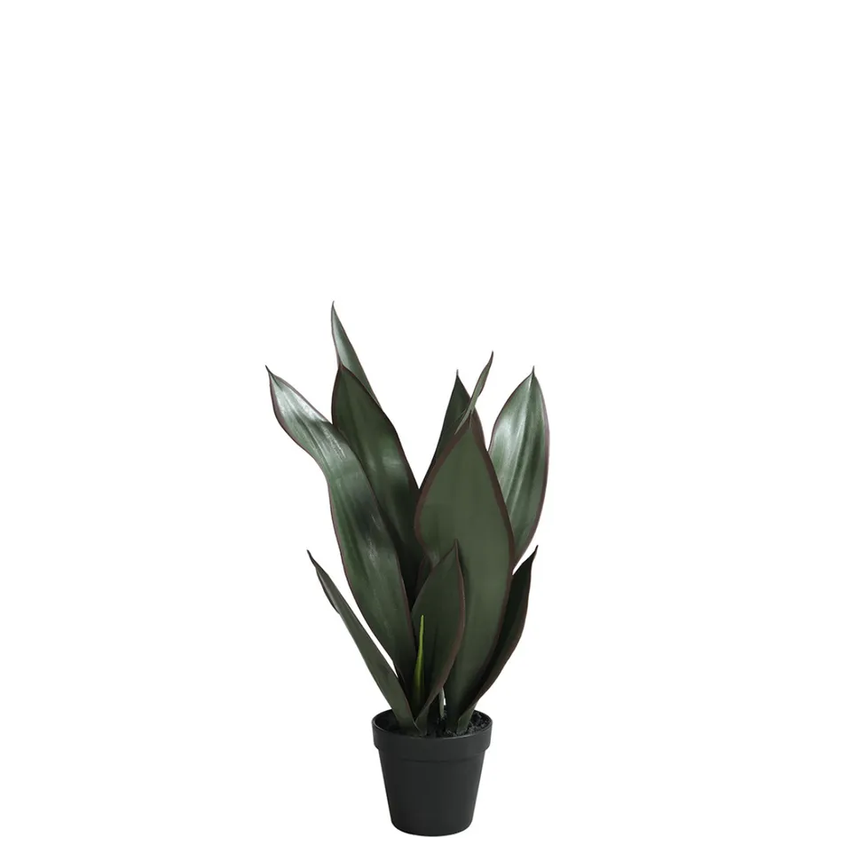 Sia Home Sansevieria en pot 49 cm plante verte