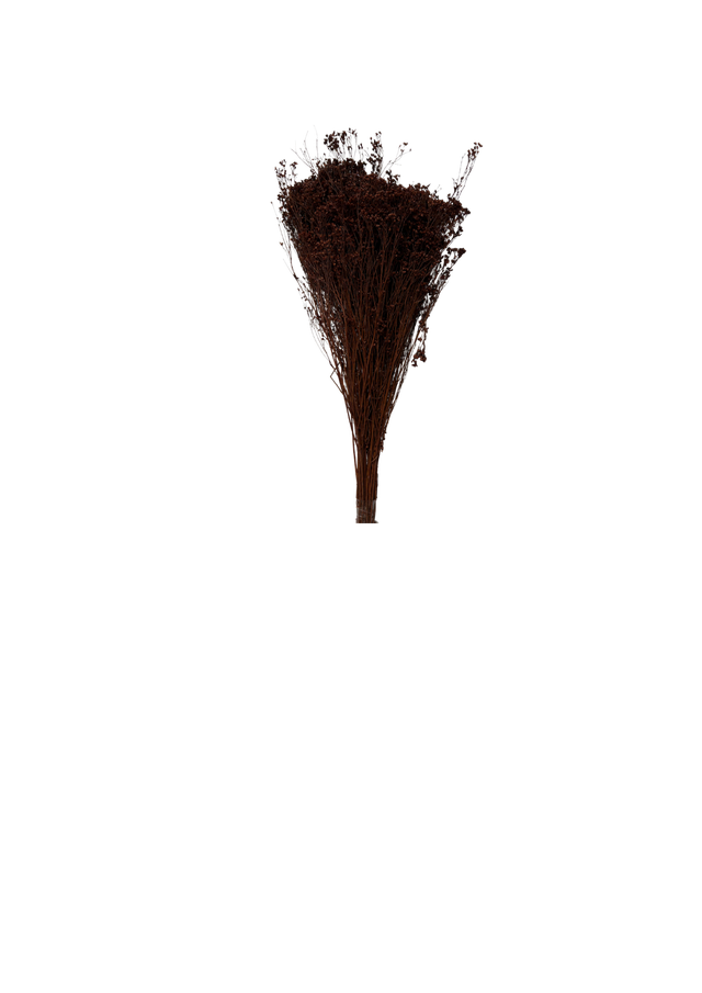 Feuillazur Rungis Broom Bloom fleur séchée rose 60 cm