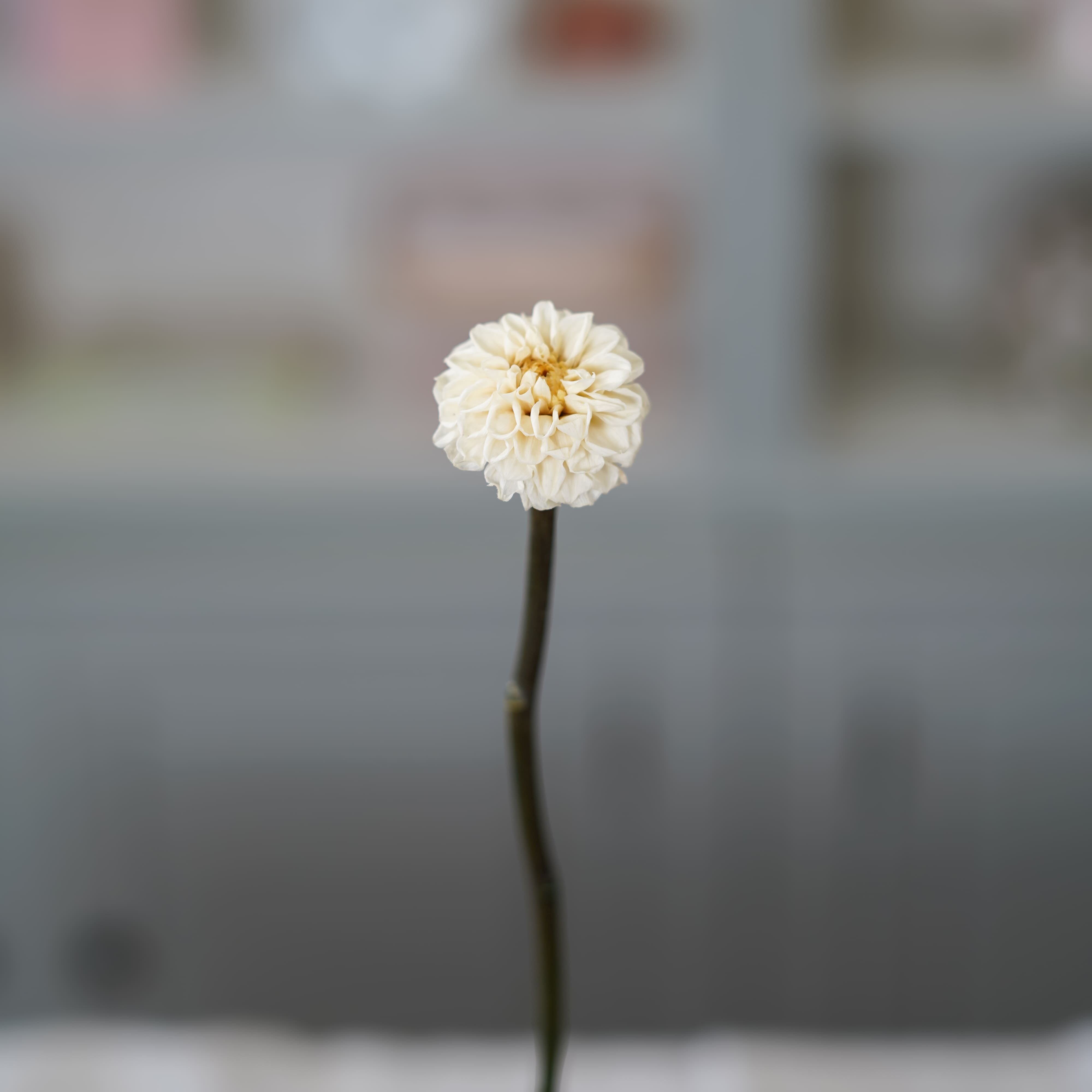 Flowrette Dahlia ivoire fleur stabilisée x1