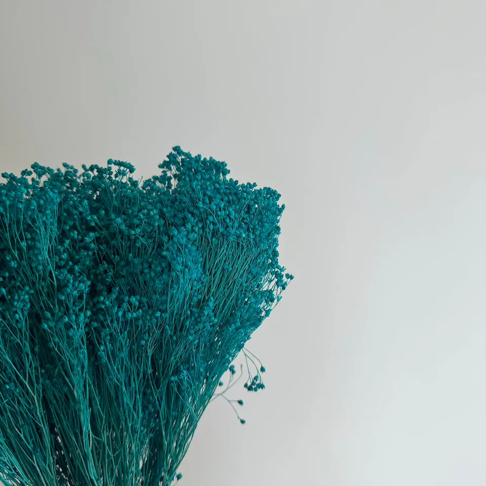 Flowrette Broom Bloom Turquoise Fleur Séchée Botte x1